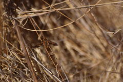 Poecilanthrax arethusa