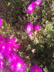 Lampranthus vernalis