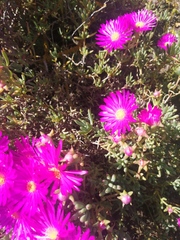 Lampranthus vernalis