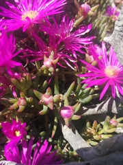 Lampranthus vernalis