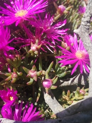 Lampranthus vernalis