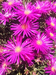 Lampranthus vernalis