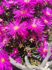 Lampranthus vernalis