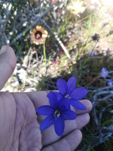 Geissorhiza lewisiae