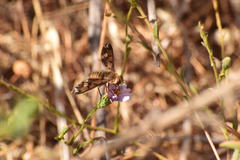 Poecilanthrax arethusa