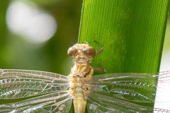 Hemigomphus comitatus