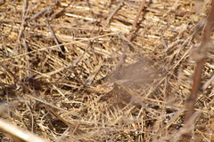 Poecilanthrax arethusa