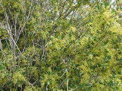Searsia longispina