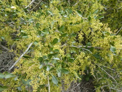 Searsia longispina