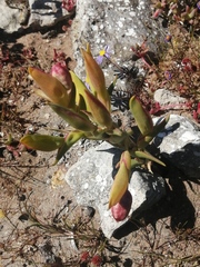 Ferraria densepunctulata