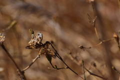 Poecilanthrax arethusa