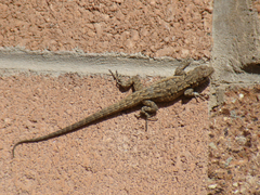 Urosaurus ornatus wrighti