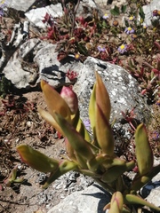 Ferraria densepunctulata