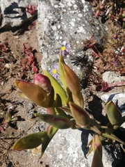 Ferraria densepunctulata