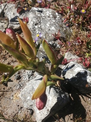 Ferraria densepunctulata