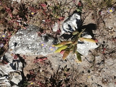 Ferraria densepunctulata