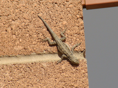 Urosaurus ornatus wrighti