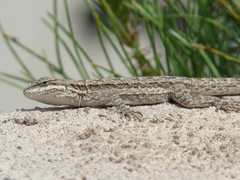 Urosaurus ornatus wrighti