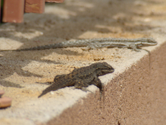 Urosaurus ornatus wrighti
