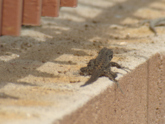 Urosaurus ornatus wrighti