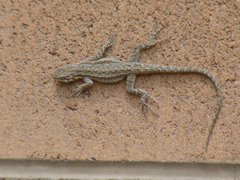Urosaurus ornatus wrighti