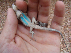 Urosaurus ornatus wrighti