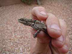Urosaurus ornatus wrighti