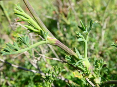 Notobubon collinum