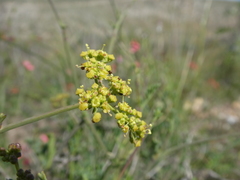 Notobubon collinum