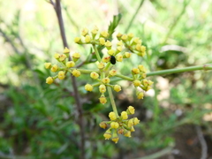 Notobubon collinum