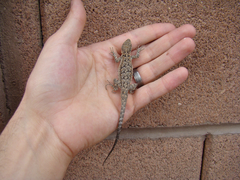 Urosaurus ornatus wrighti