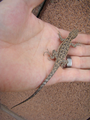Urosaurus ornatus wrighti