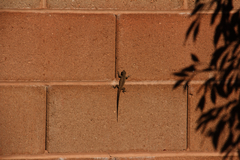 Urosaurus ornatus wrighti