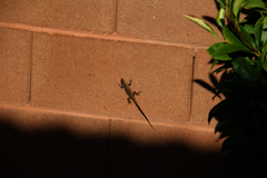 Urosaurus ornatus wrighti
