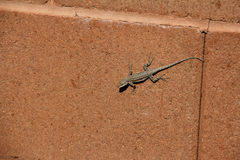 Urosaurus ornatus wrighti