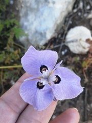 Moraea calcicola