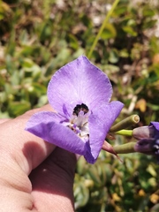 Moraea calcicola