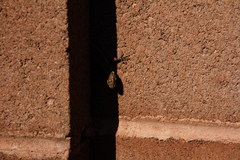Urosaurus ornatus wrighti