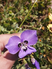 Moraea calcicola