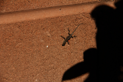 Urosaurus ornatus wrighti