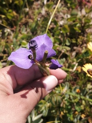 Moraea calcicola