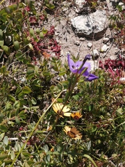 Moraea calcicola