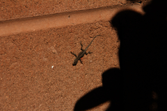 Urosaurus ornatus wrighti