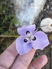 Moraea calcicola