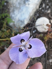 Moraea calcicola