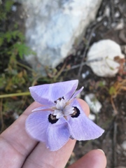 Moraea calcicola