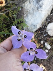 Moraea calcicola