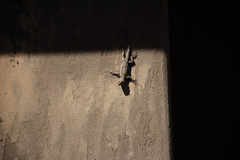 Urosaurus ornatus wrighti