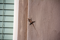 Urosaurus ornatus wrighti