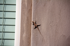 Urosaurus ornatus wrighti